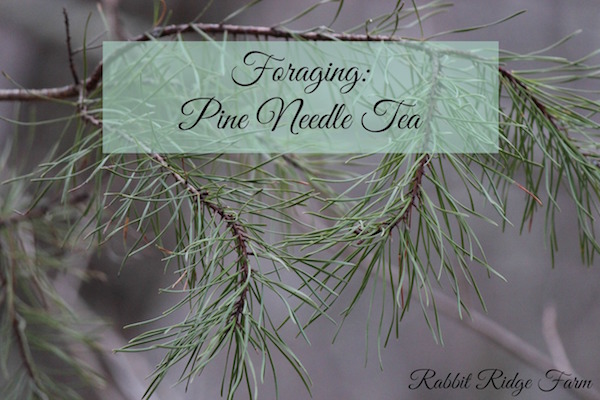 Foraging: Pine Needle Tea