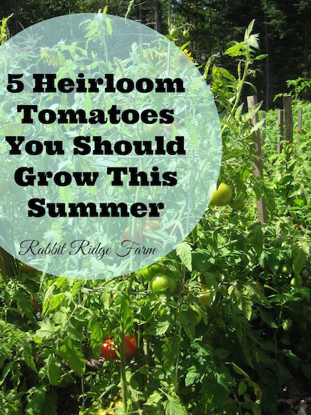 5 Heirloom Tomatoes You Should Grow This Summer