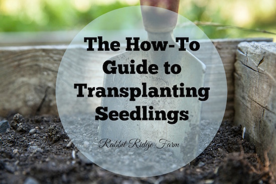The How-To Guide to Transplanting Seedlings