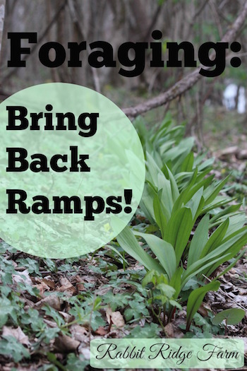 Foraging: Bring Back Ramps!