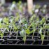 Springtime Hope: Tips for Growing Healthy Seedlings
