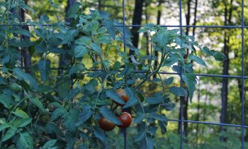 Our Favorite Tomato Varieties to Grow in Appalachia