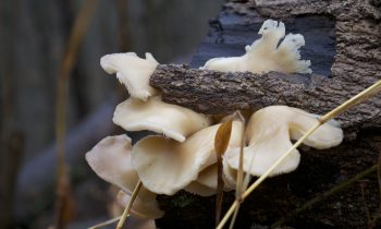 Foraging: Oyster Mushrooms