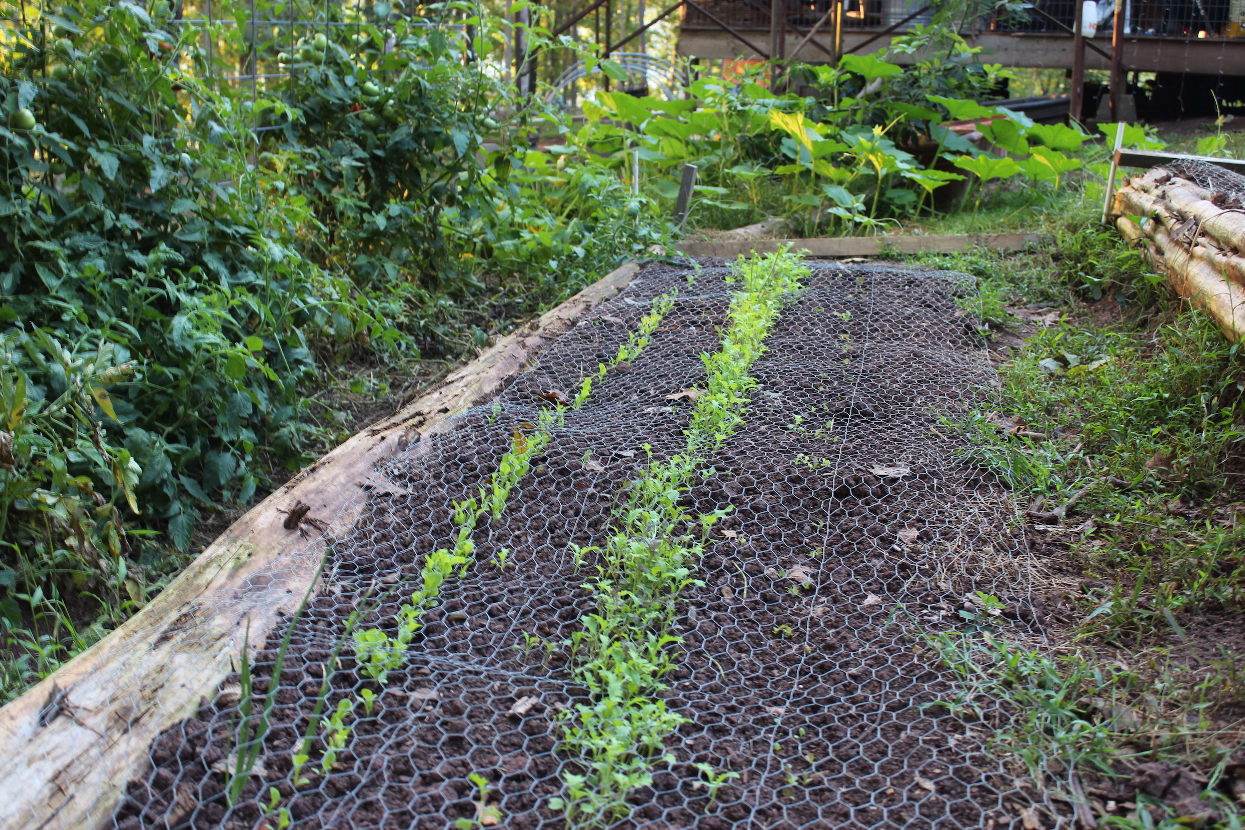 Terraced Garden Beds with Mixed Greens