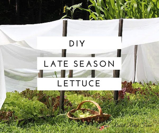 DIY Late Season Lettuce