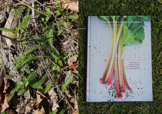 Foraging for Yarrow & Harvest Book Review