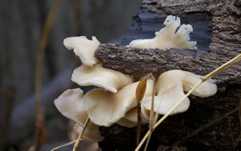 Foraging: Oyster Mushrooms