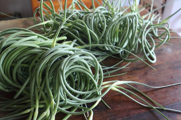 Guide to Growing Garlic